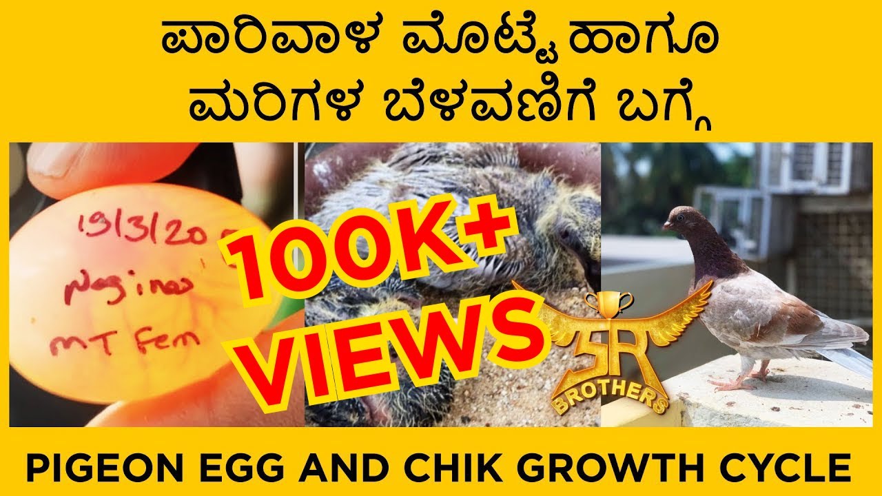 ಪಾರಿವಾಳ ಮೊಟ್ಟೆ ಹಾಗೂ ಮರಿಗಳ ಬೆಳವಣಿಗೆ ಬಗ್ಗೆ | "PIGEON CHICKS" growth cycle