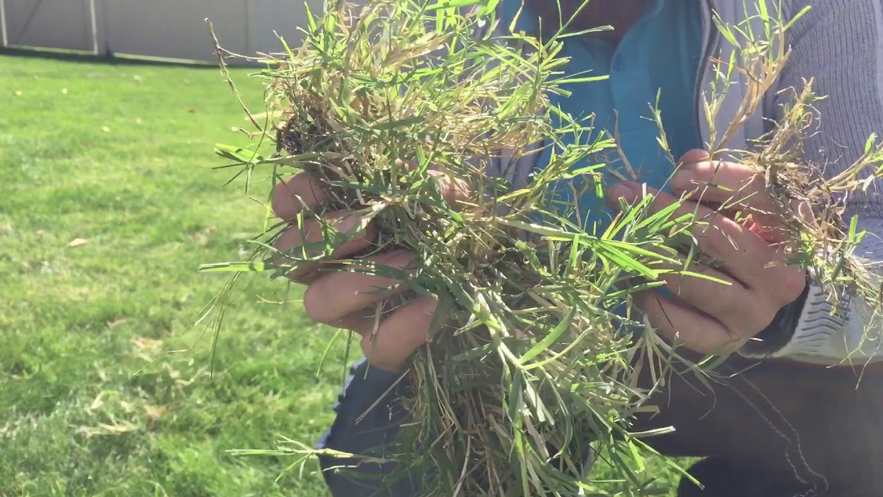 Is it a weed? Bermuda grass in my lawn?
