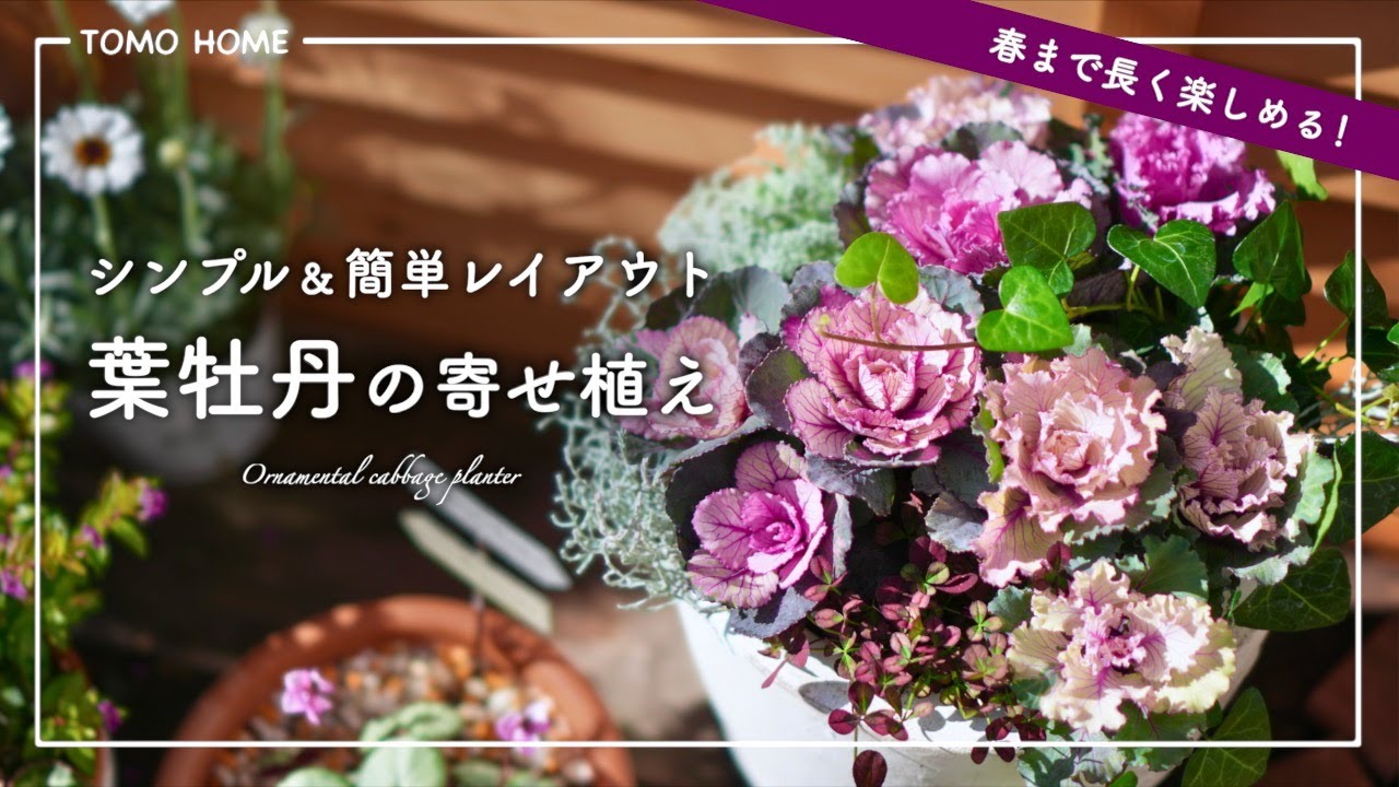 【初心者向け】葉牡丹の寄せ植えを簡単レイアウトで作る【配置図あり】