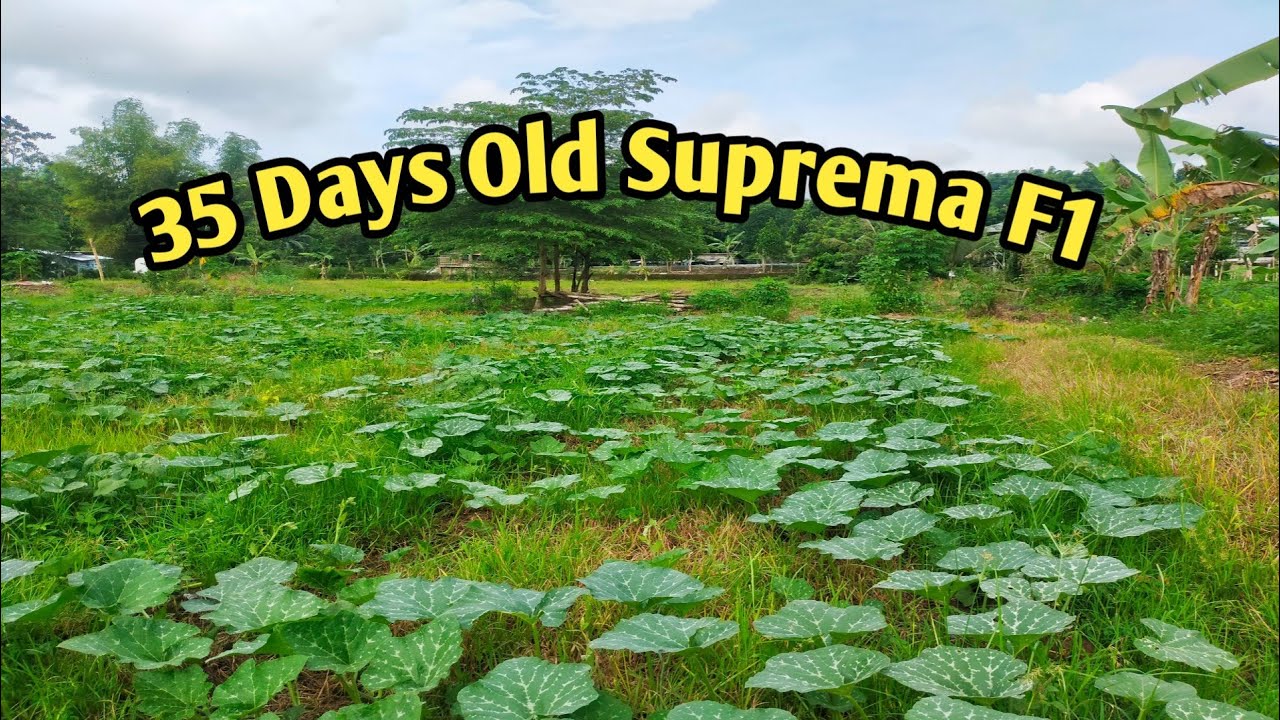 KALABASA FARMING || SUPREMA F1 UPDATE