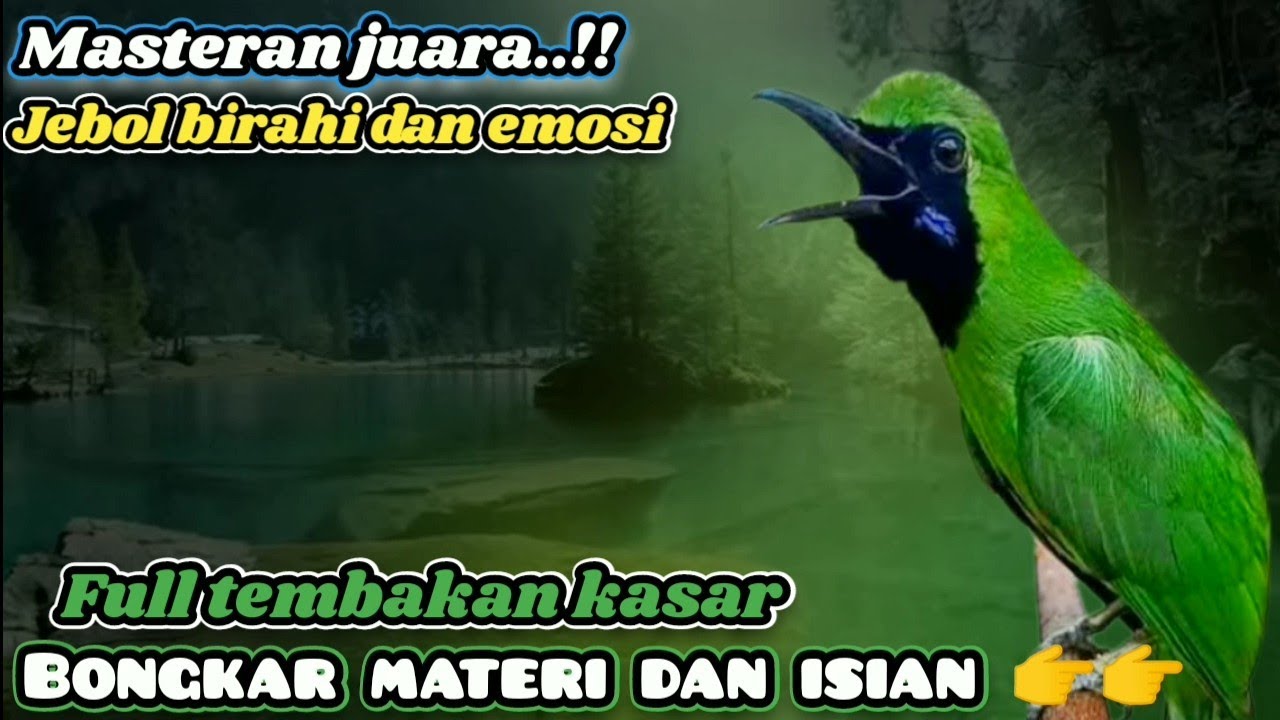 Masteran Cucak ijo konslet‼️ Full tembakan kasar bongkar materi dan isian