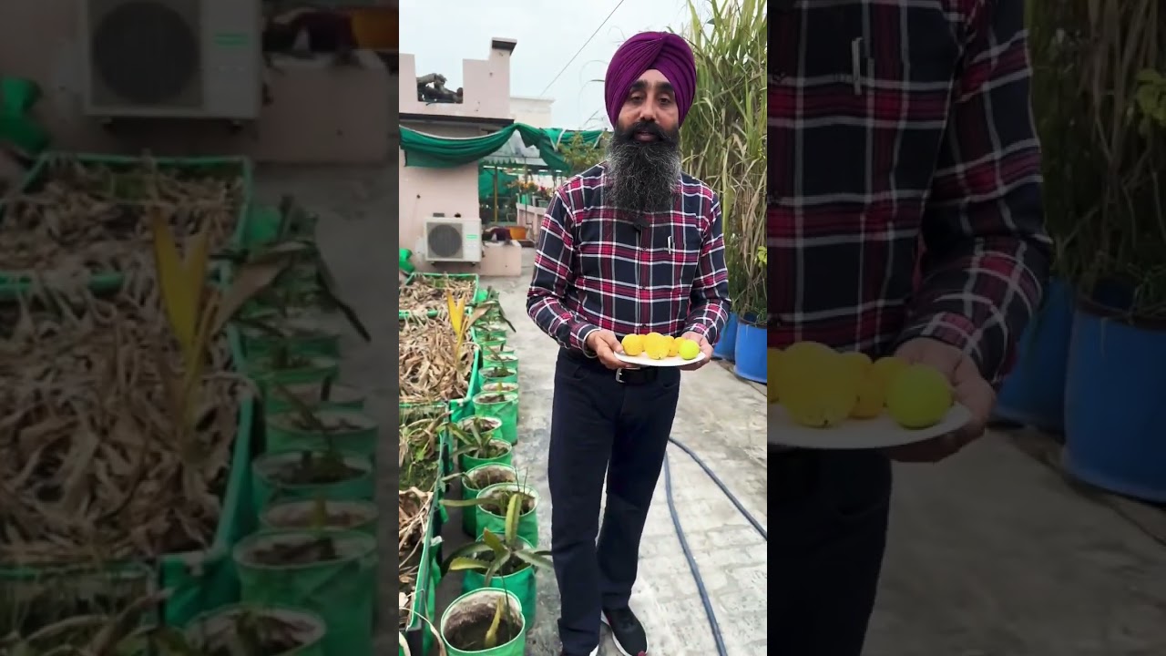 #greenlifediarie #gardening #gardeningmethods #harvestingvegetables