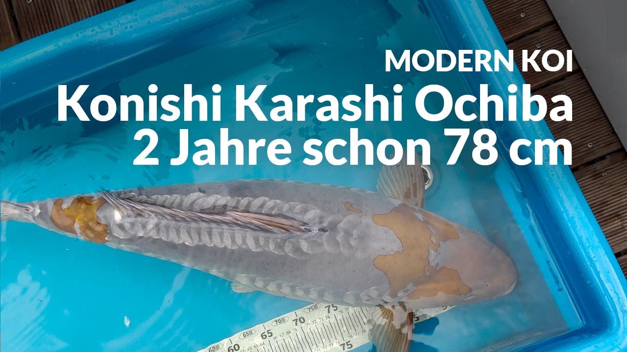Bennis Ausnahme-Nisai - 64 auf 78 cm in wenigen Monaten! | Modern Koi Blog #7591