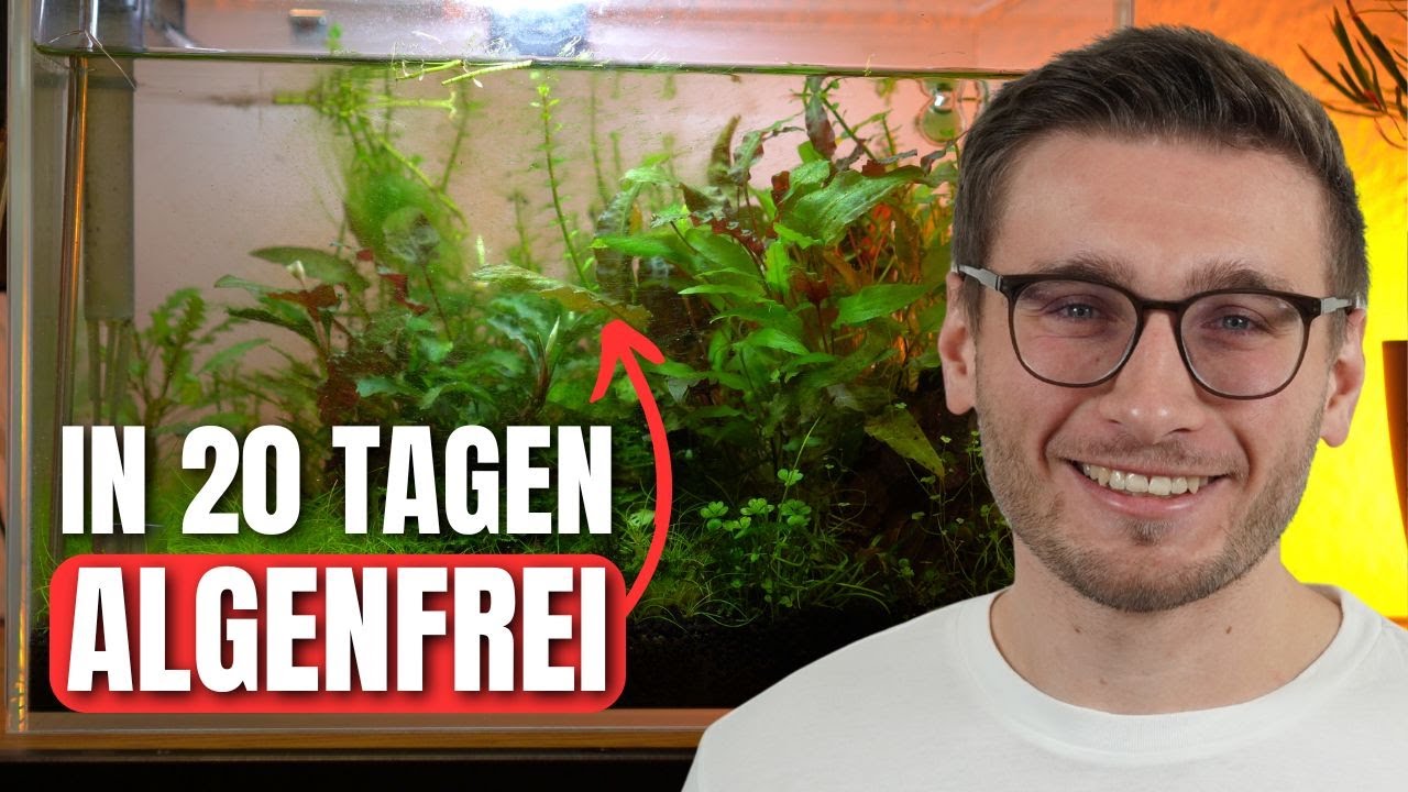 So RETTEST du dein veralgtes Aquarium in 20 Tagen