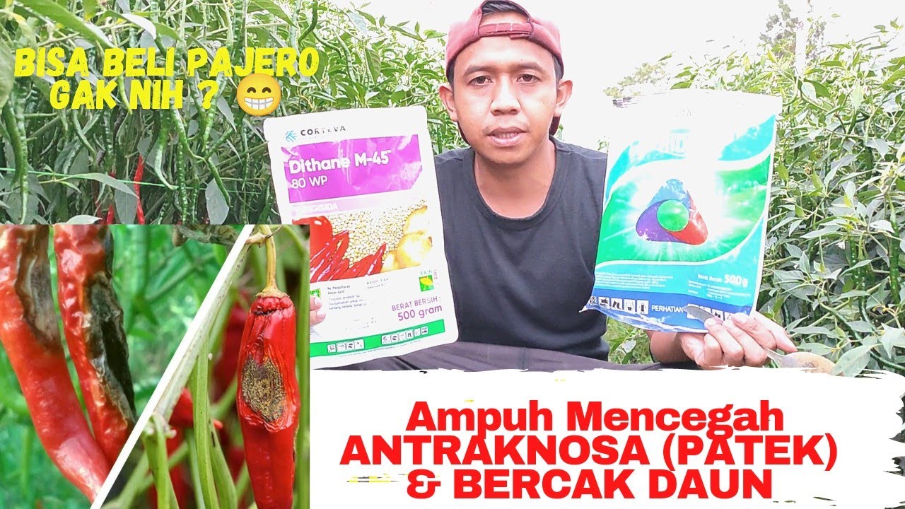 Cara Mencegah & Mengatasi Penyakit ANTRAKNOSA (PATEK) & BERCAK DAUN pada tanaman Cabai.