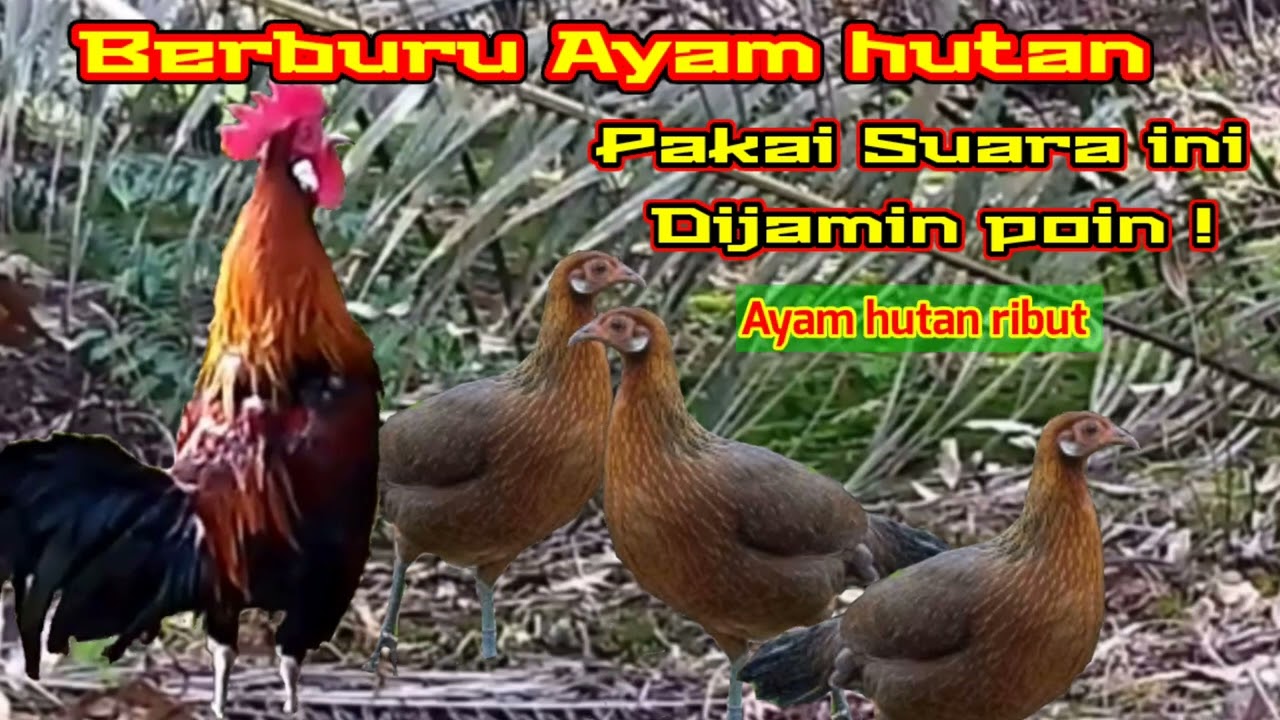 Berburu Ayam Hutan,,,!!! Pakai Suara Pikat Ayam Hutan Ribut #suarapikatayamhutan