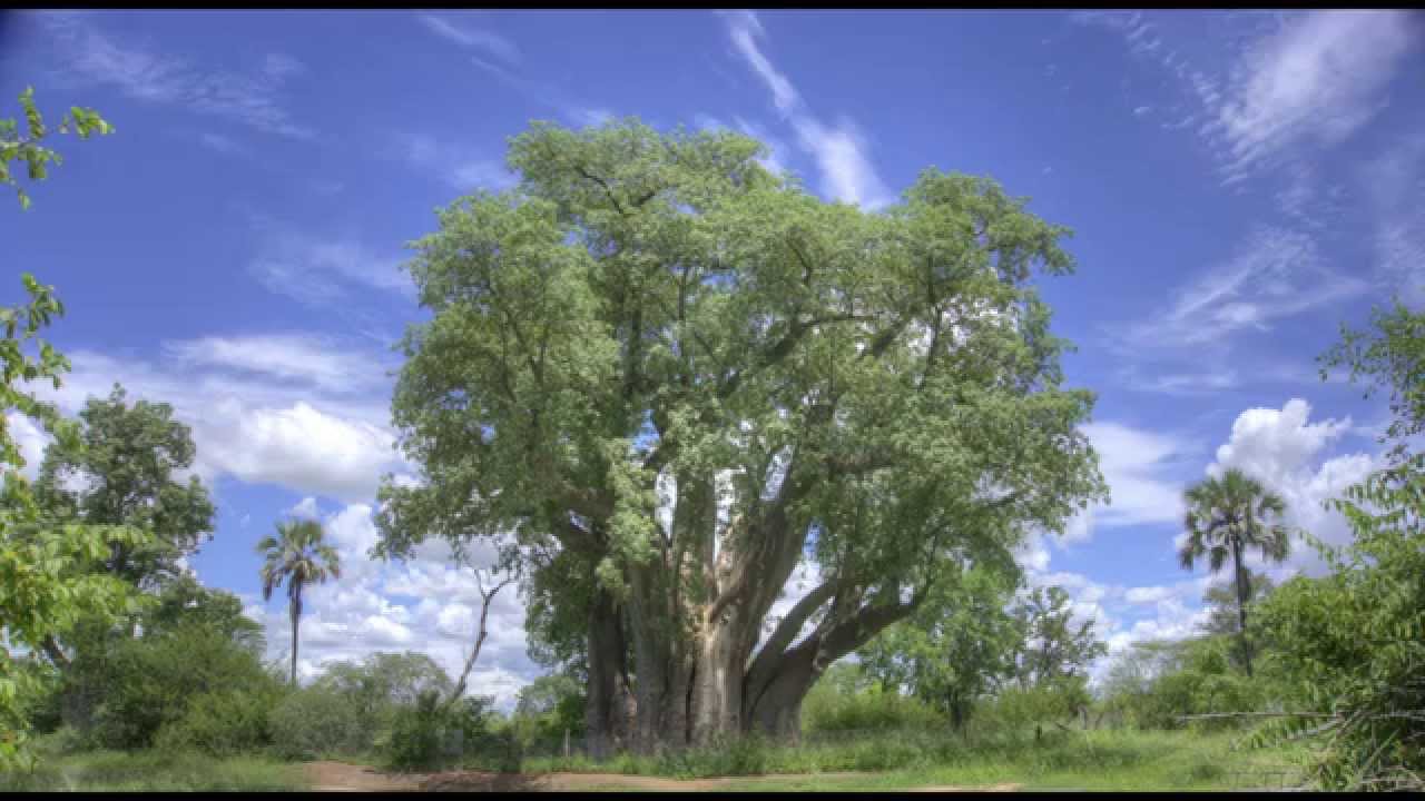 Baobab Tree, Victoria Falls, Zimbabwe - Aerial footage