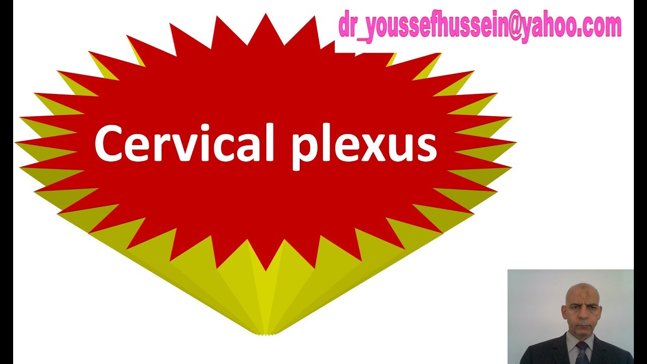 Cervical plexus | Ansa cervicalis