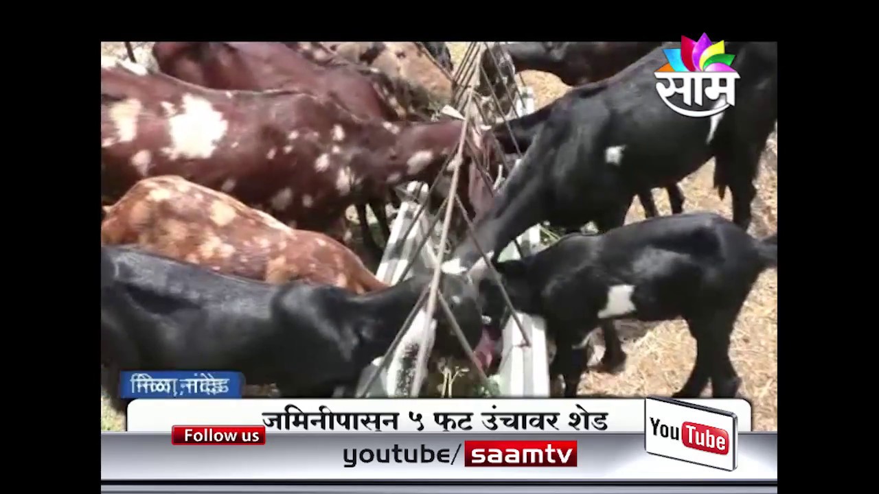 शैलेंद्र डोईफोडे यांच्या शेळीपालन व्यवसायाची यशोगाथा