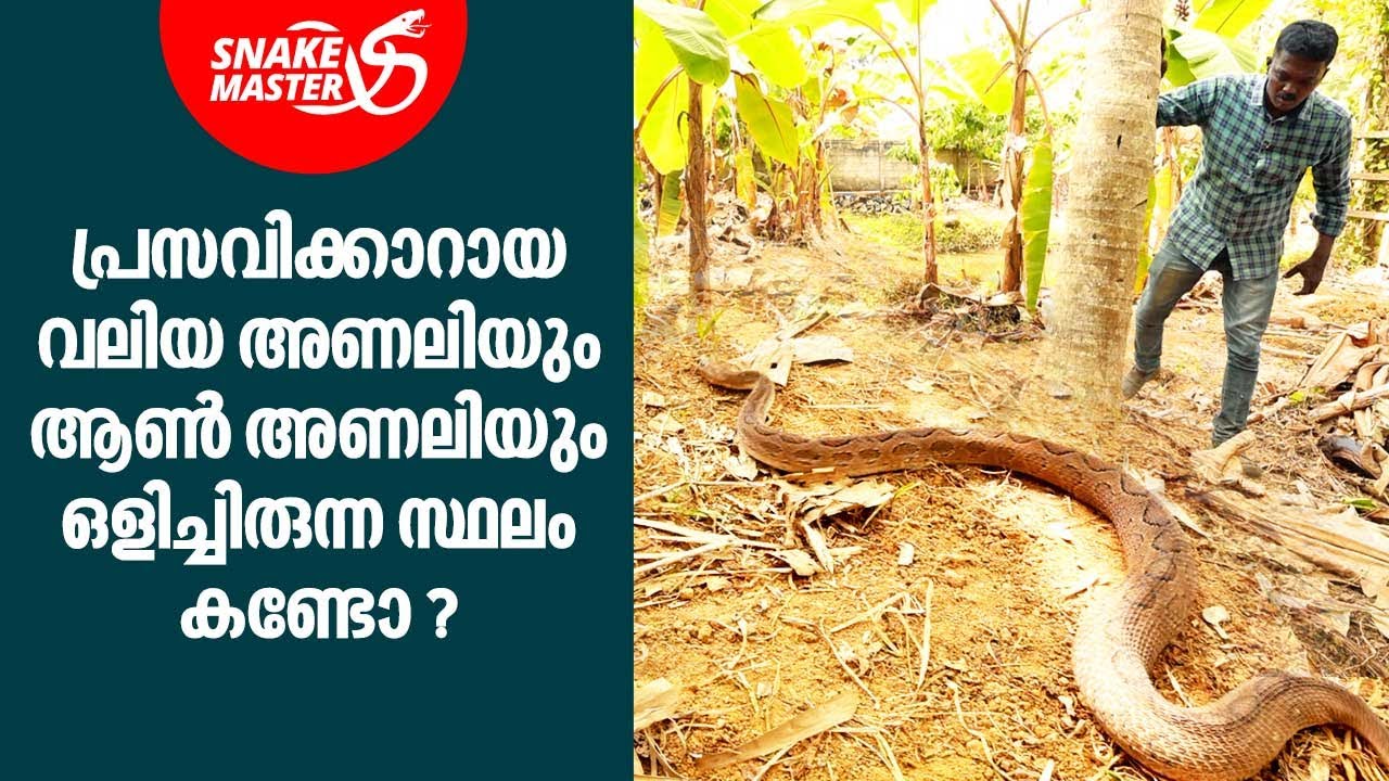 ഒരുമിച്ചിരുന്ന രണ്ട് അണലികളെ പിടികൂടി വാവാ സുരേഷ് | Vava Suresh | Snakemaster EP 859