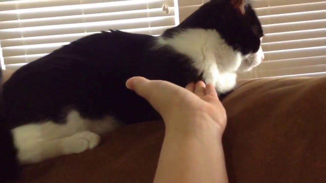My cat loves high fives!