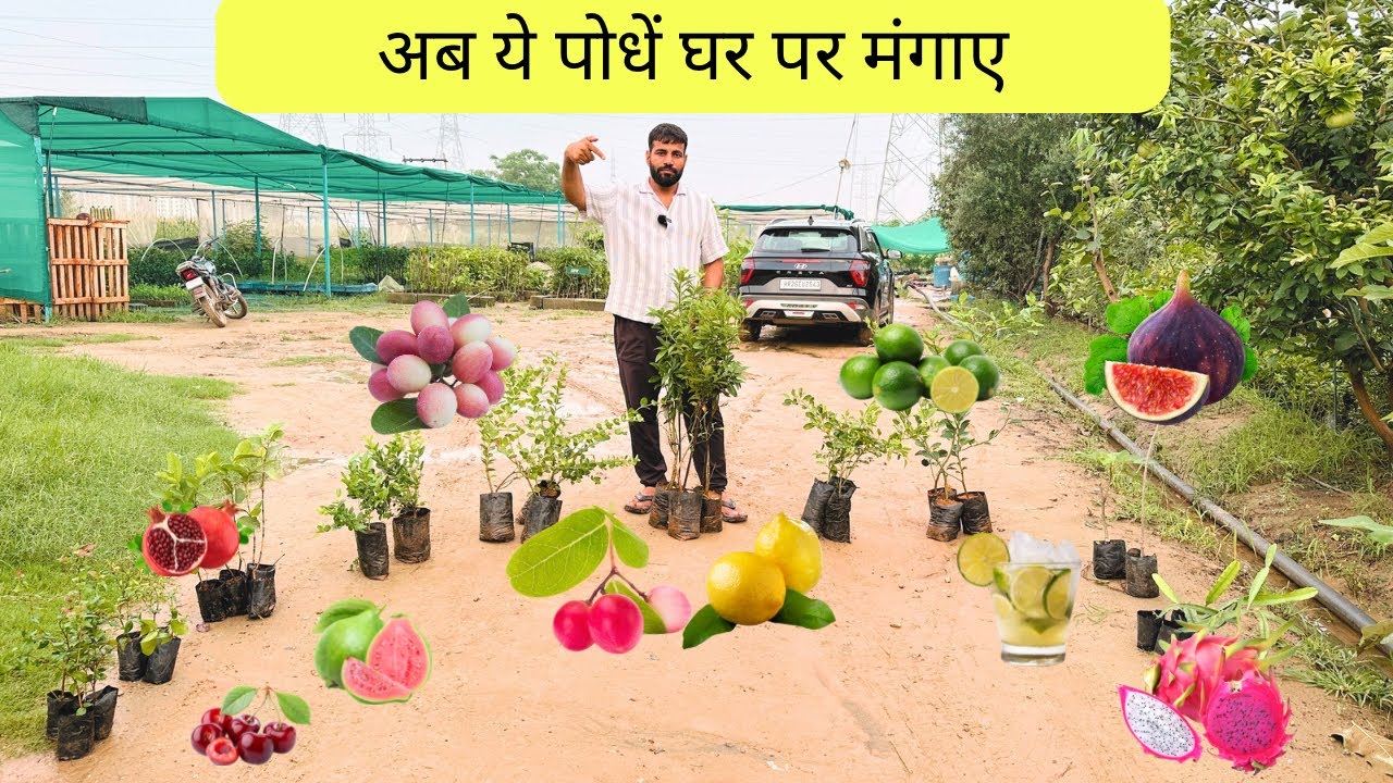 अब ये पौधे घर पर मंगाए 🍋🪴🌱