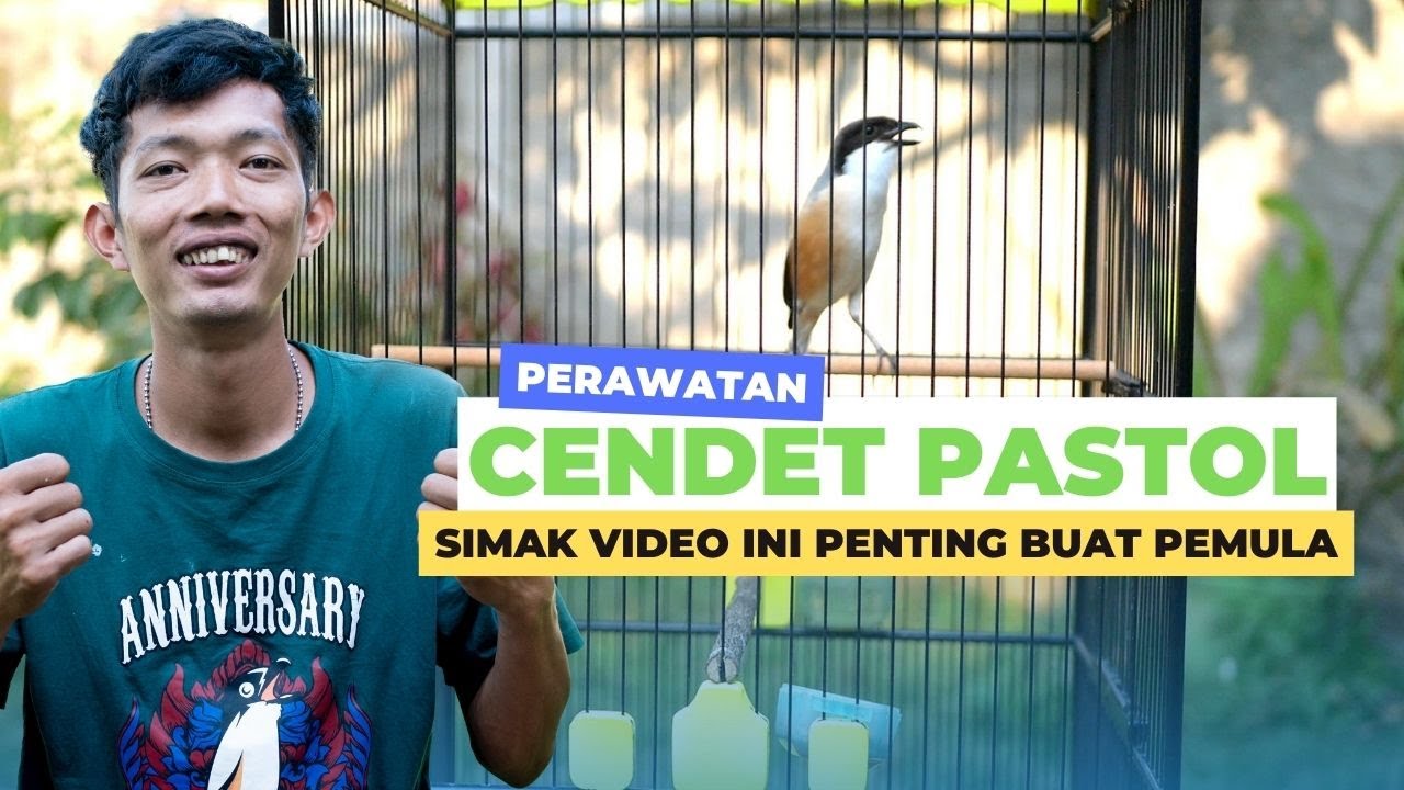 JANGAN ASAL RAWAT CENDET PASTOL SEBELUM SIMAK VIDEO INI