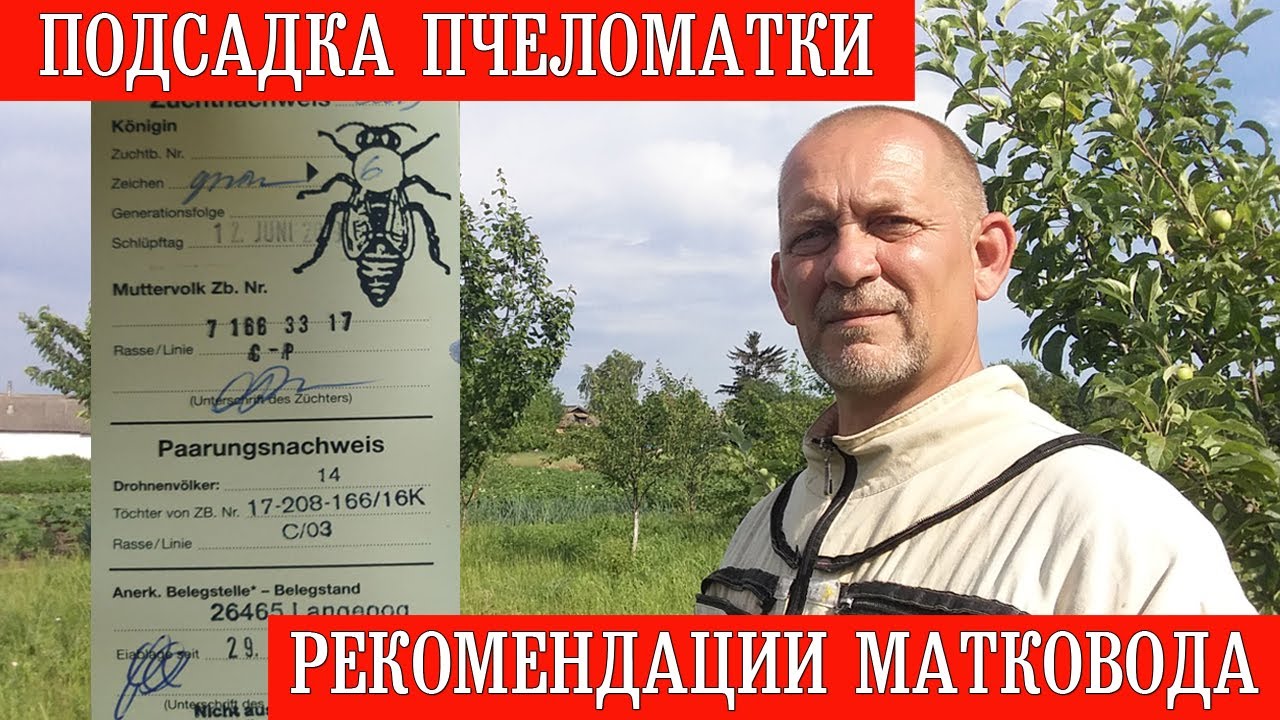 Подсадка пчеломатки. Рекомендации матковода.