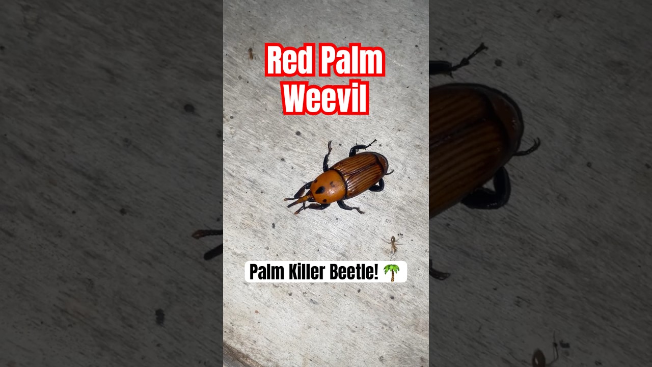 Red Palm Weevil 🧬 Rhynchophorus ferrugineus🪲 Deadly Palm Destroyer 🌴