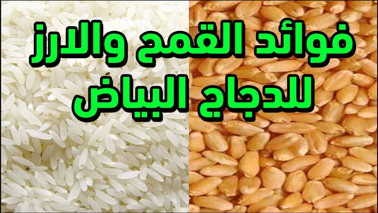 فوائد القمح والرز للدجاج من الحبوب ذات الفائدة الكبيرة عند إدخالها إلى قائمة الغذاء  لزيادة البيض🥚🐔🥚