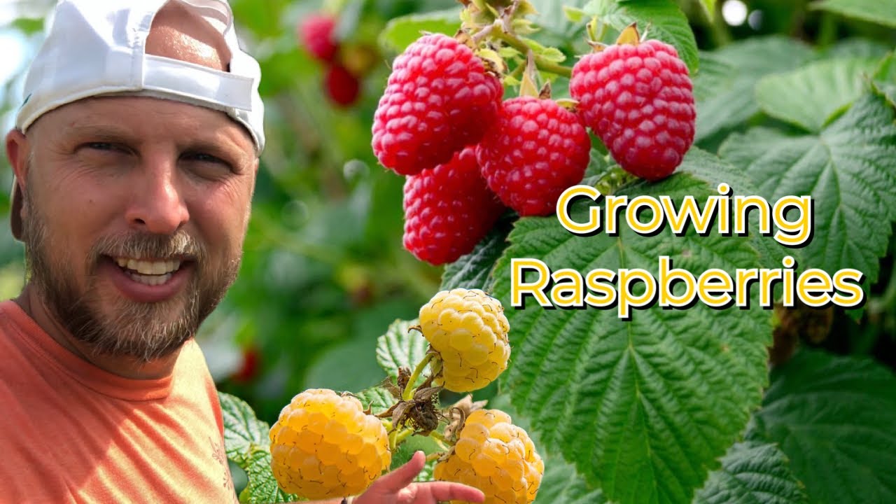 How to Grow Raspberries - Guide to Fall Gold Raspberry Glencoe Raspberry Caroline Raspberry