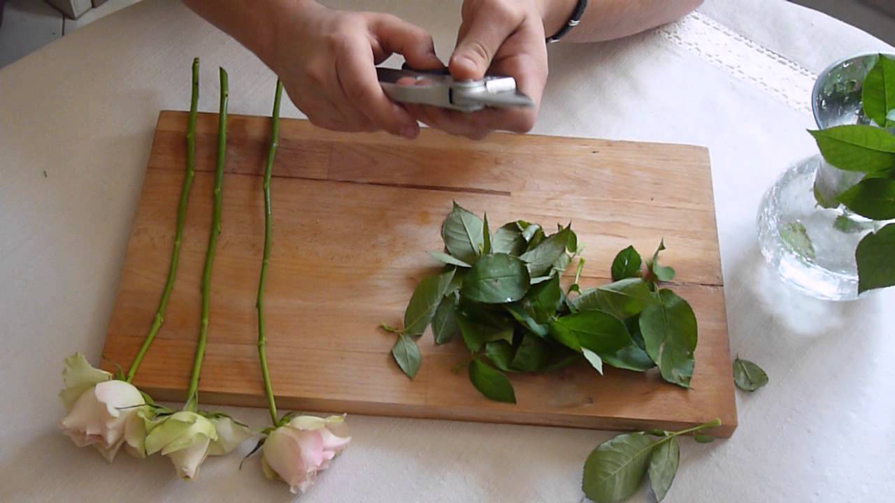 Le Bouturage