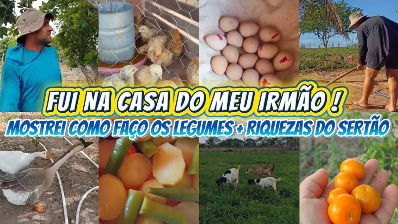 LIMPEZA DO TERREIRO+VISITA A CASA DO MEU IRMÃO+RIQUEZA DE VER AS VACAS NO CAPIM VERDINHO 