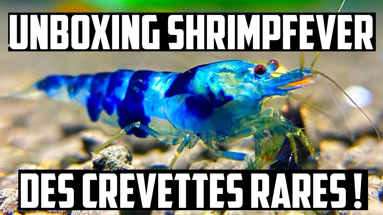 UNBOXING SHRIMPFEVER (des crevettes rares ! )