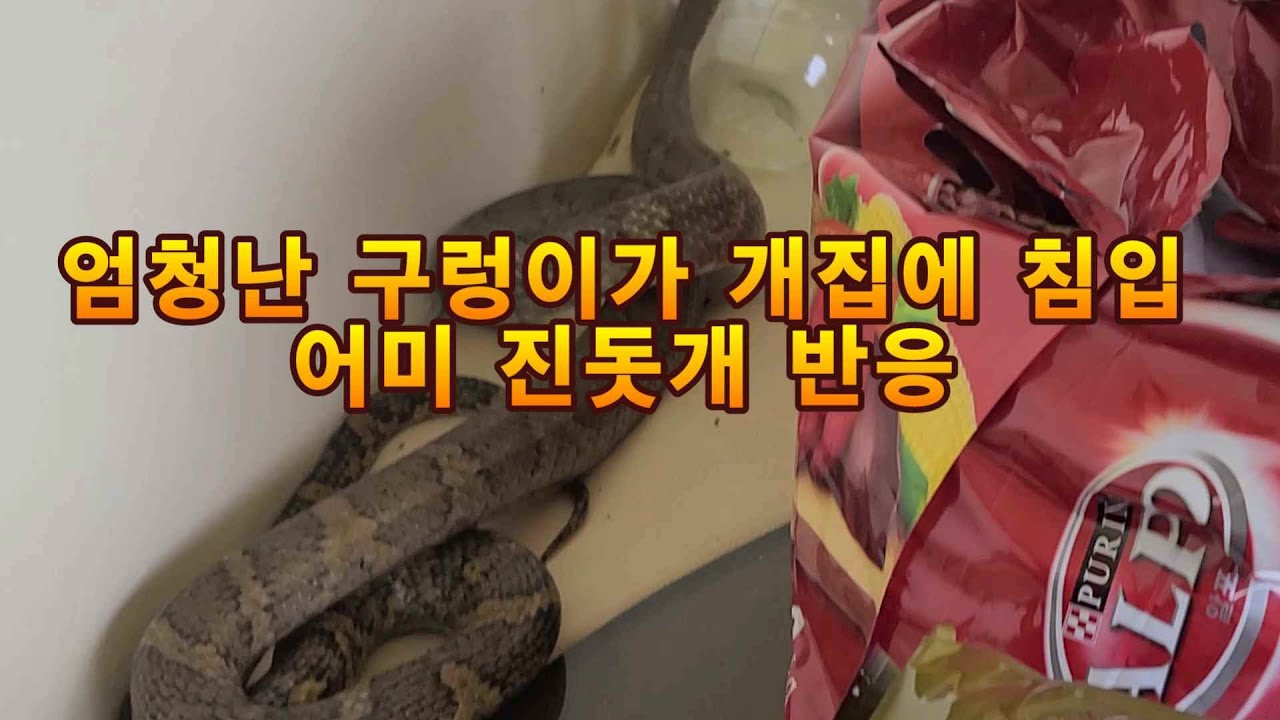 큰 구렁이가 개 집에 침입  진돗개 반응[새끼 지키려는 본능]
