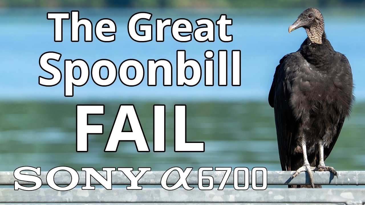 The Great Spoonbill Fail Sony a6700 Bird Photography