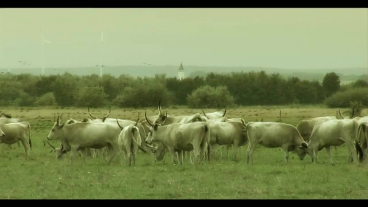 Világörökség helyszínek - Fertő-tó