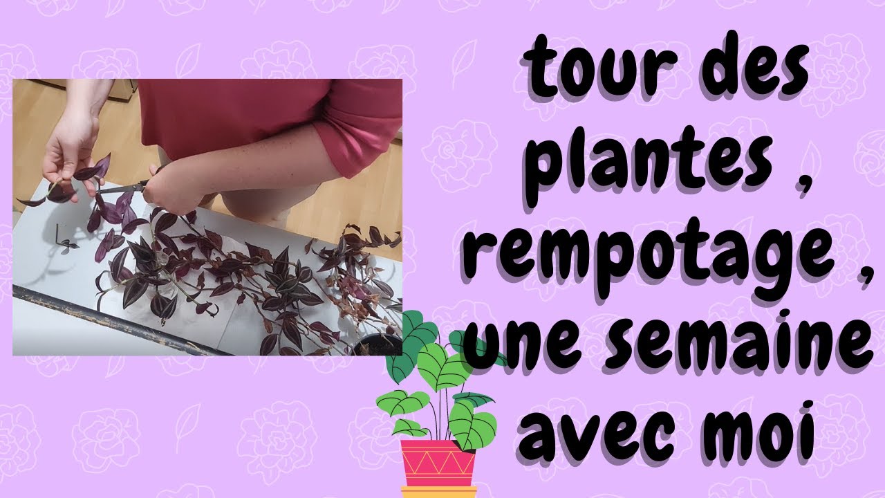 🌿tour des plantes , rempotage de misère , une semaine avec moi  - #vlog