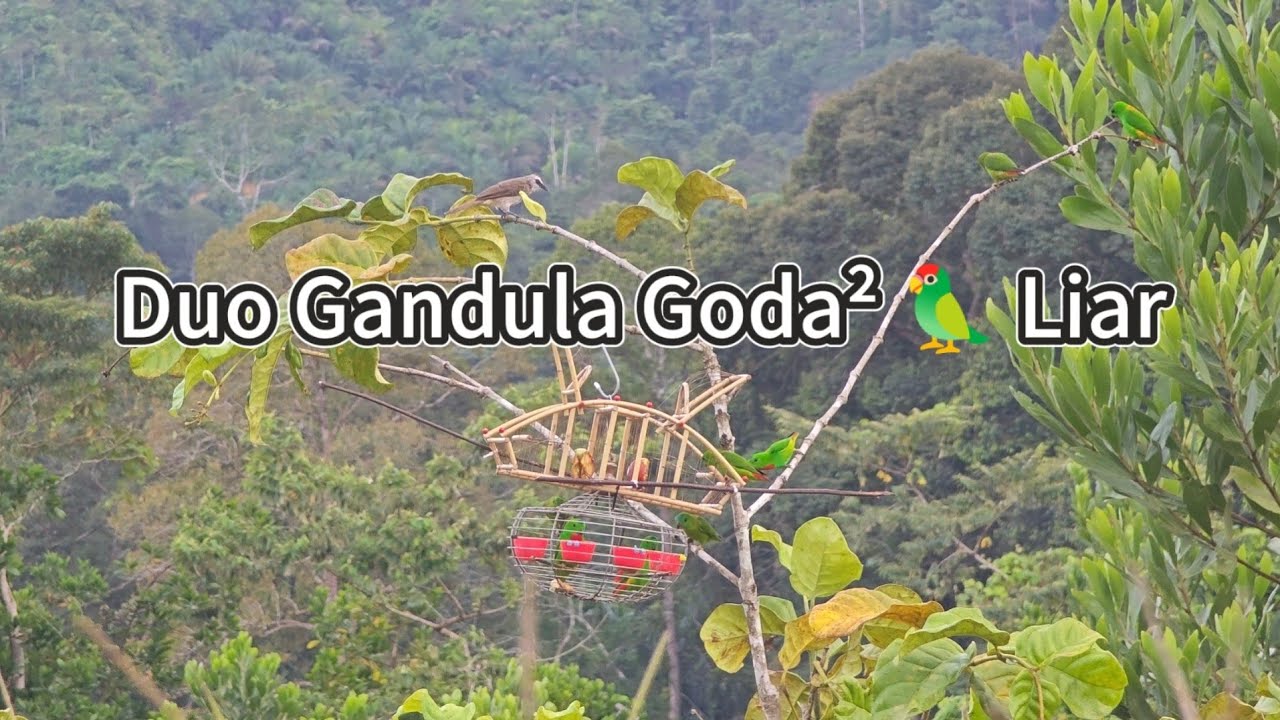 Pujukan Berbisa Duo Gandula || Goda² Sekumpulan Serindit 🦜 Liar Gaaiiss 🔥🔥