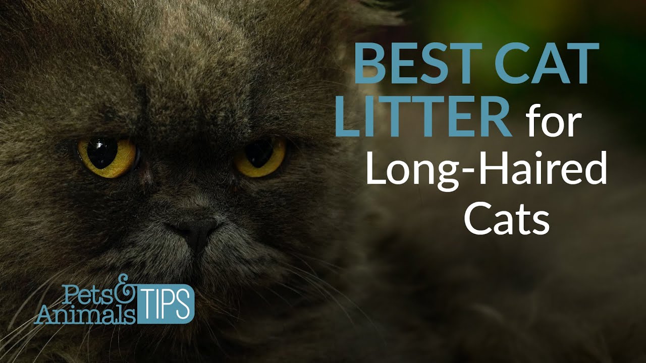 What's the Best Cat Litter for Long Haired Cats | Pets & Animals Tips