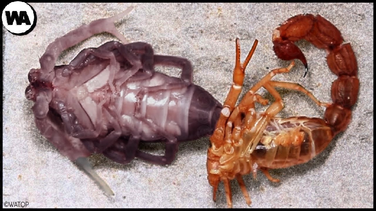 Le Scorpion A 24 heures pour Enlever son Exosquelette Sinon il Mourra