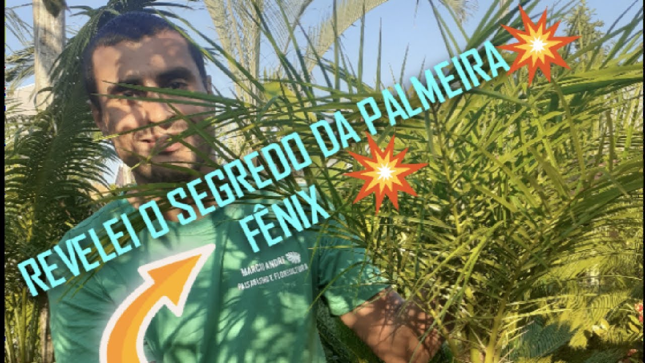 REVELEI O SEGREDO DA PALMEIRA FÊNIX (COMO DEIXAR SUA PALMEIRA FÊNIX SEMPRE VERDINHA E LINDA)