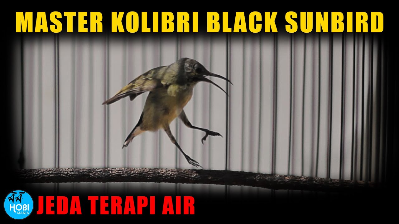 Master Kolibri Hitam Black Sunbird | Jeda terapi air | AAHOBI MANIA