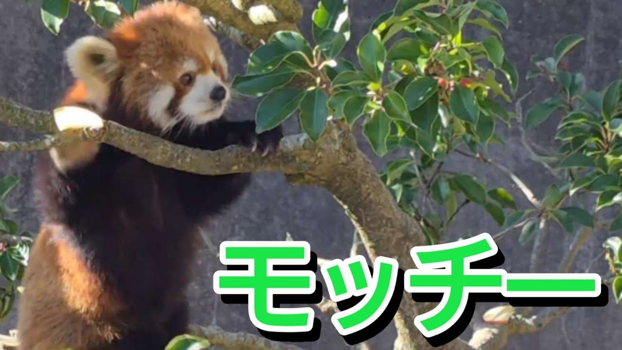 【雪が消えた西山動物園】～Nishiyama Zoo red pandas～