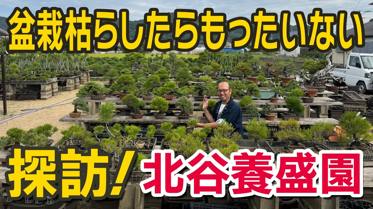 【探訪】北谷養盛園｜樹齢100年を超える黒松と圧巻の盆栽畑