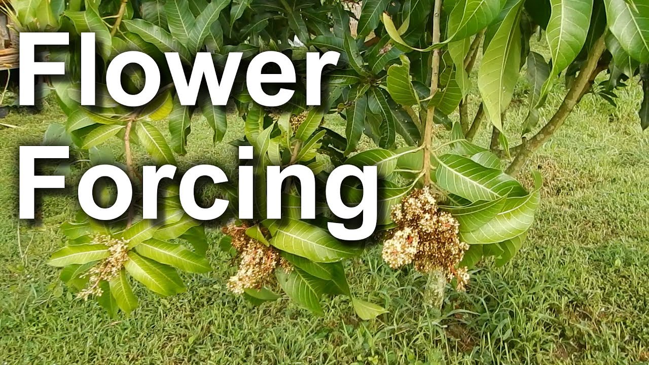 Force Flowering (Mango Trees)