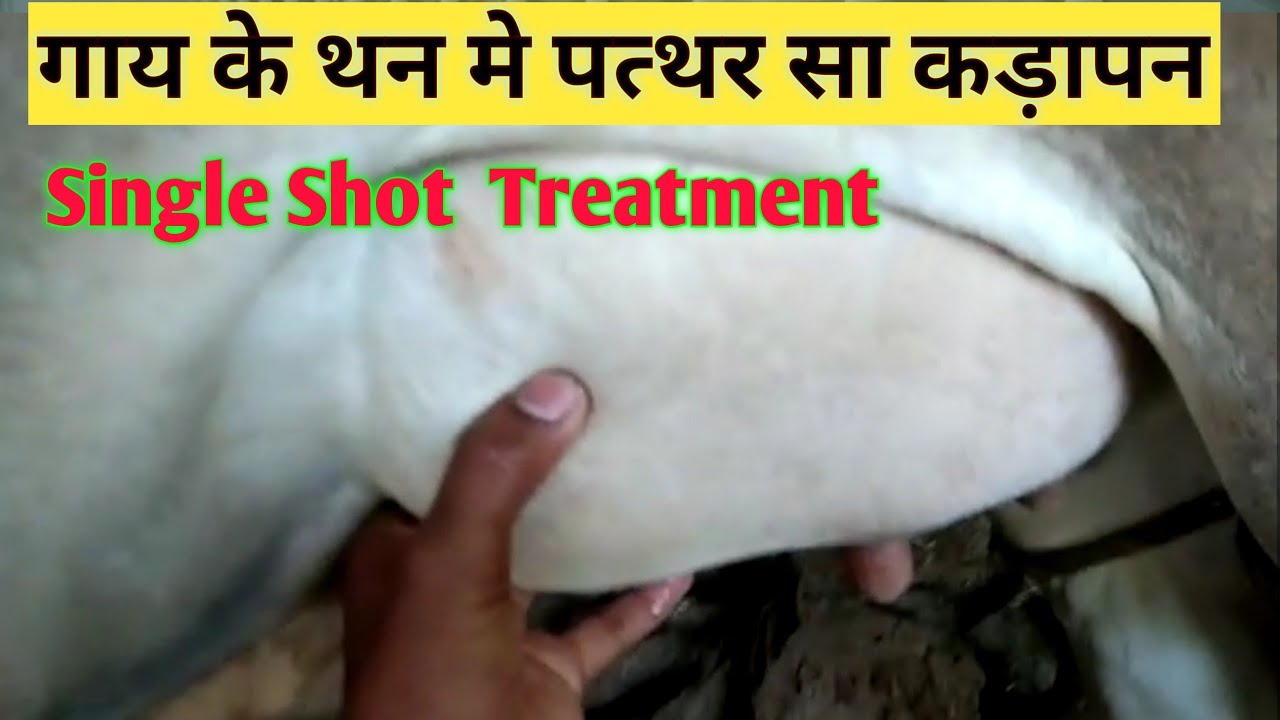 गाय मे थनैला रोग का रामबान ईलाज | थनैला रोग का ईलाज | थन मे पत्थर जैसा कड़ापन |