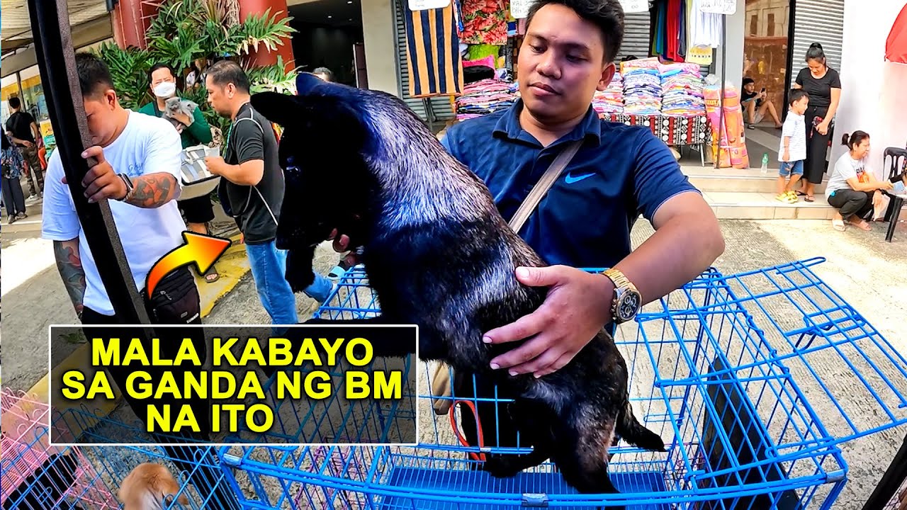 GANITONG BELGIAN MALINOIS ANG HANAP PALAGE SAKEN NG MGA BUYERS / GROTTO SCENE