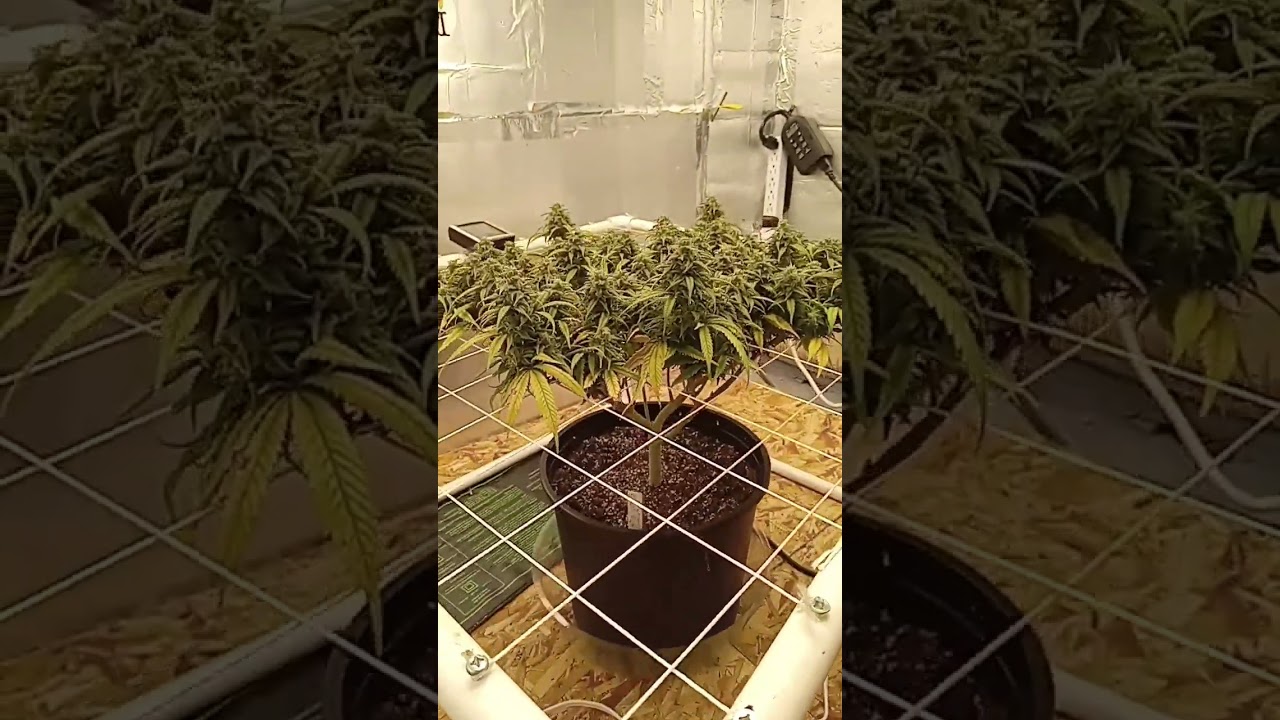 first scrog attempt... Girl scout cookies extreme from ilgm!