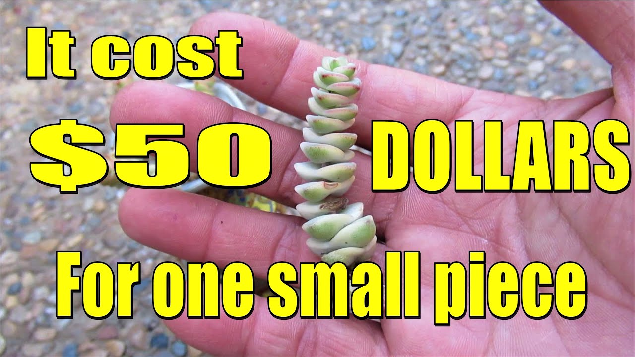 How to Propagate Crassula Fantasy or SUCCULENT Baby Necklace |GSwLizK
