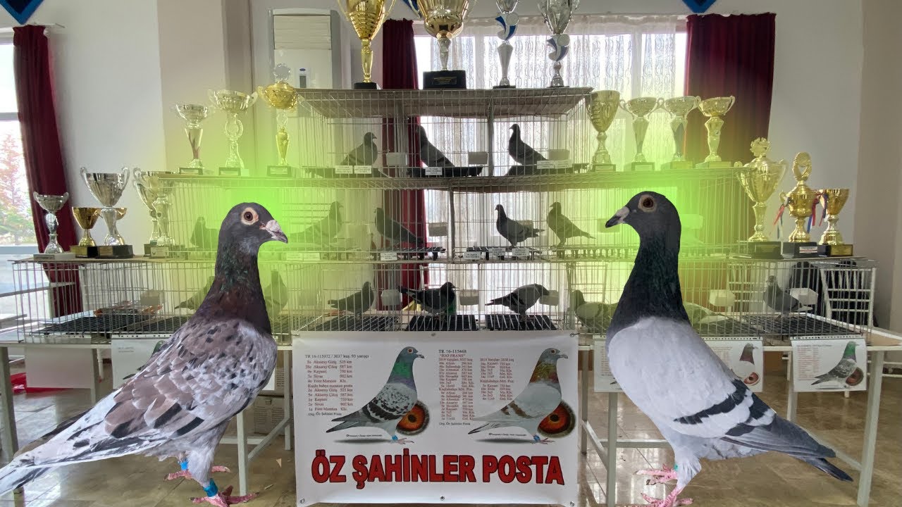 8. Manisa Posta Güvercini Tanıtım Fuarı