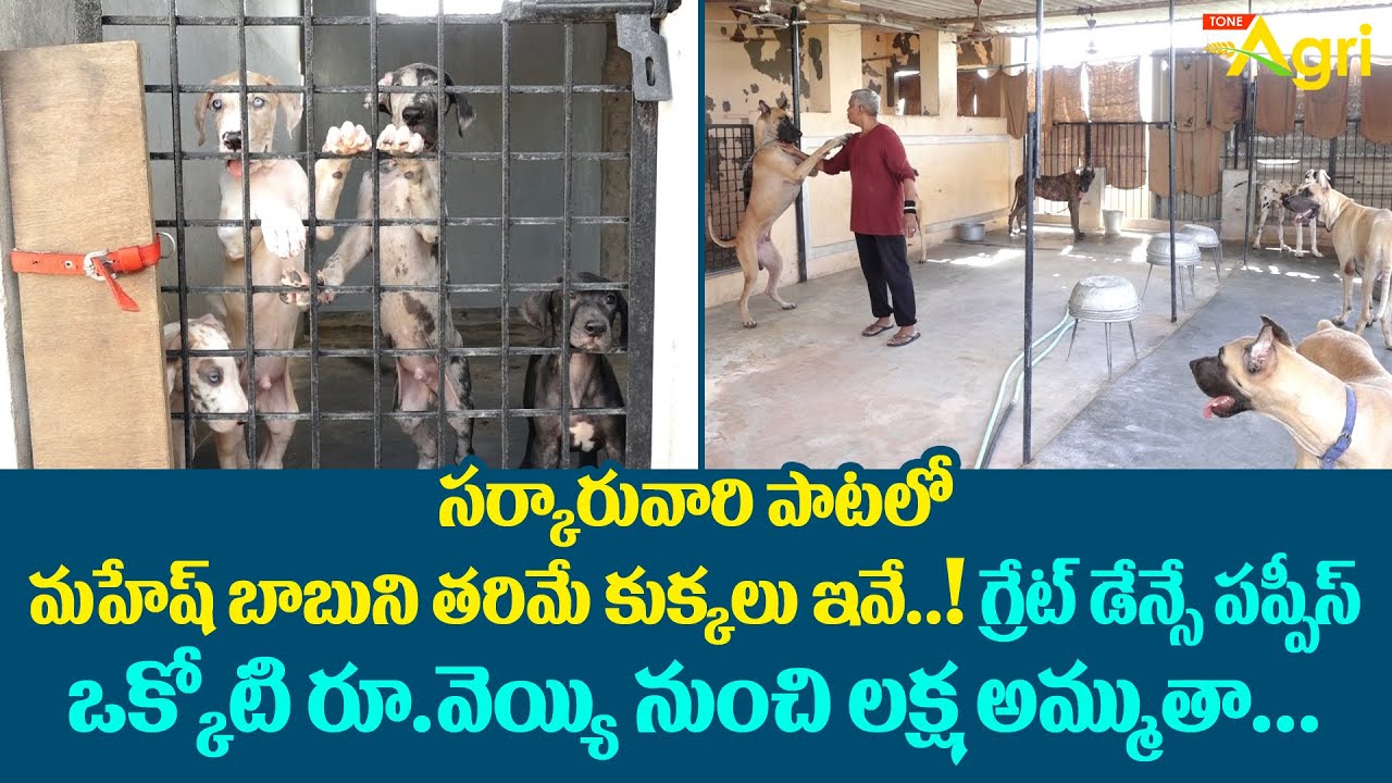 Great Dane Puppies | సర్కారువారి పాటలో మహేష్ బాబుని తరిమే కుక్కలు ఇవే.. Great Dane Breed | Tone Agri