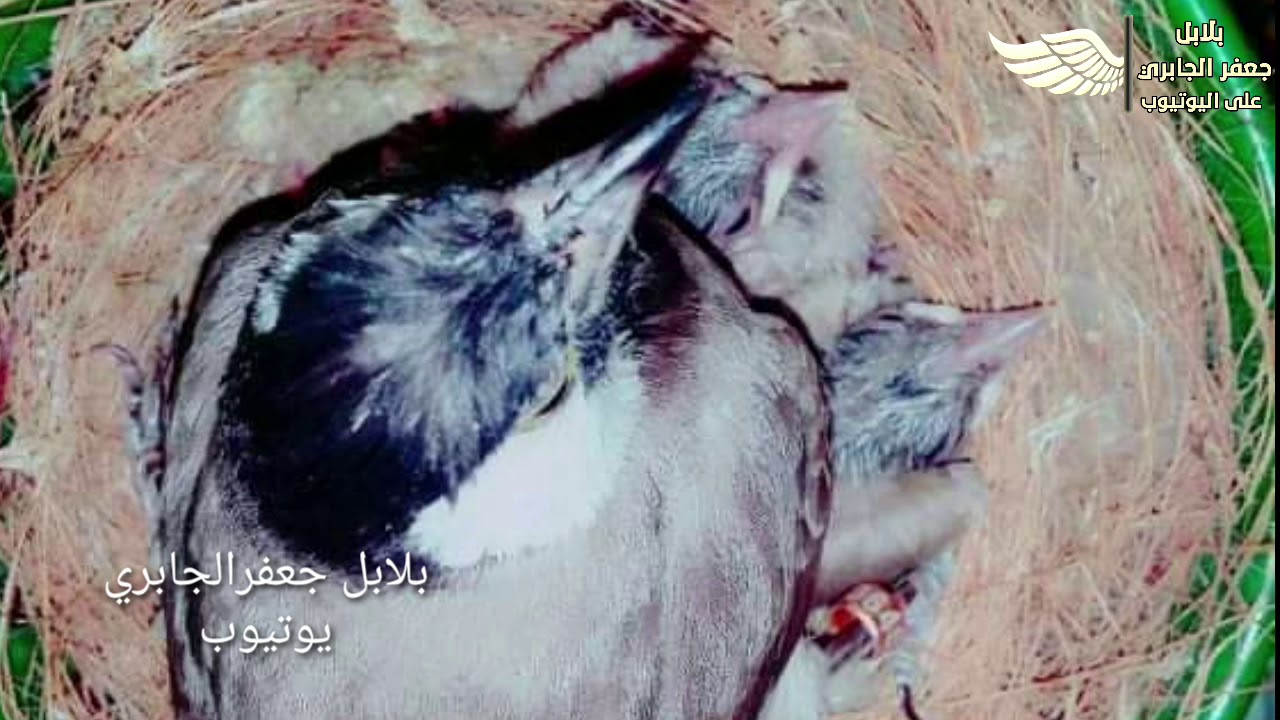 تكاثر البلابل بحاله شبه نادرة من قبل المربي الشاب عبدالله ومعلومات مهمه  بعالم البلابل
