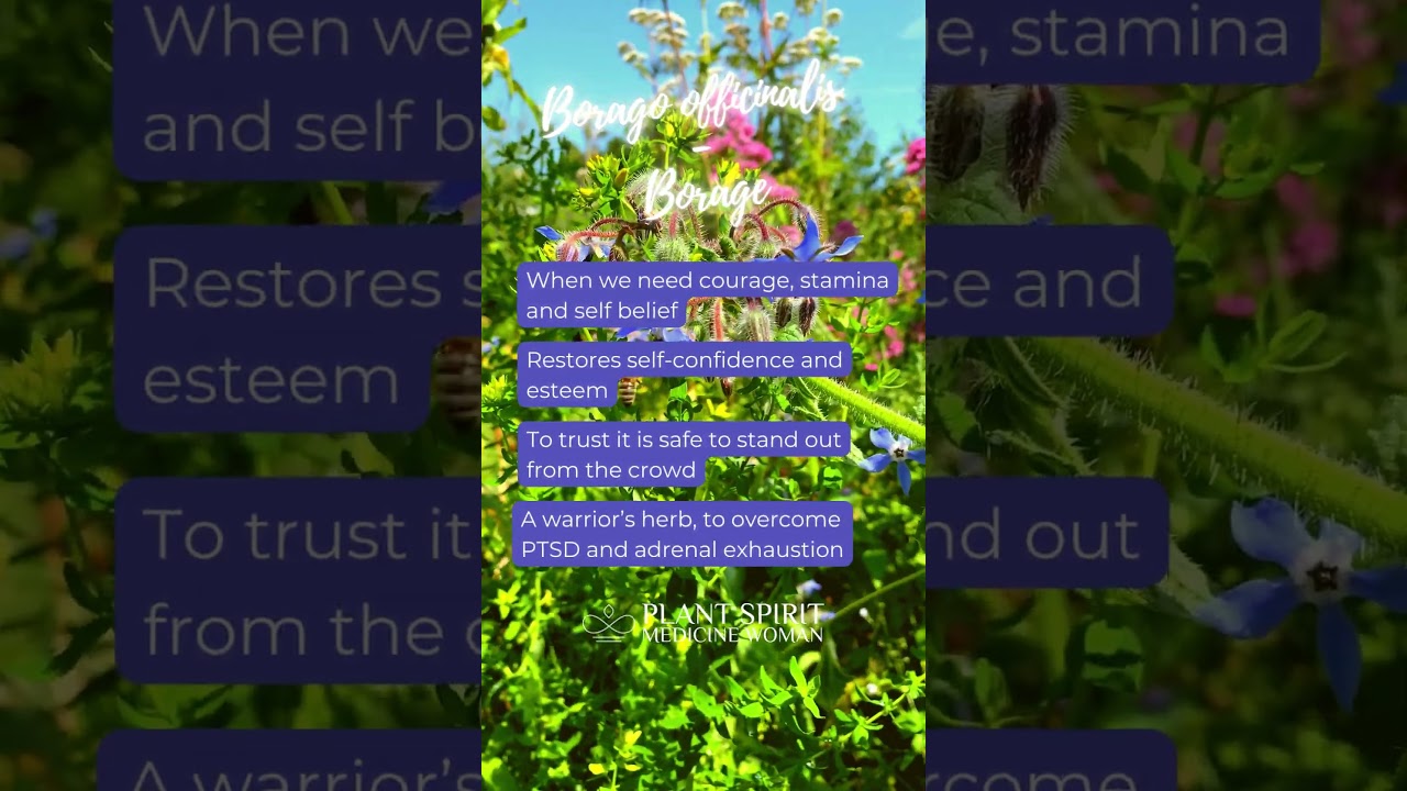 Borage #PlantMagic  #EssenceMaking #SpiritualJourney  #shamanichealing
