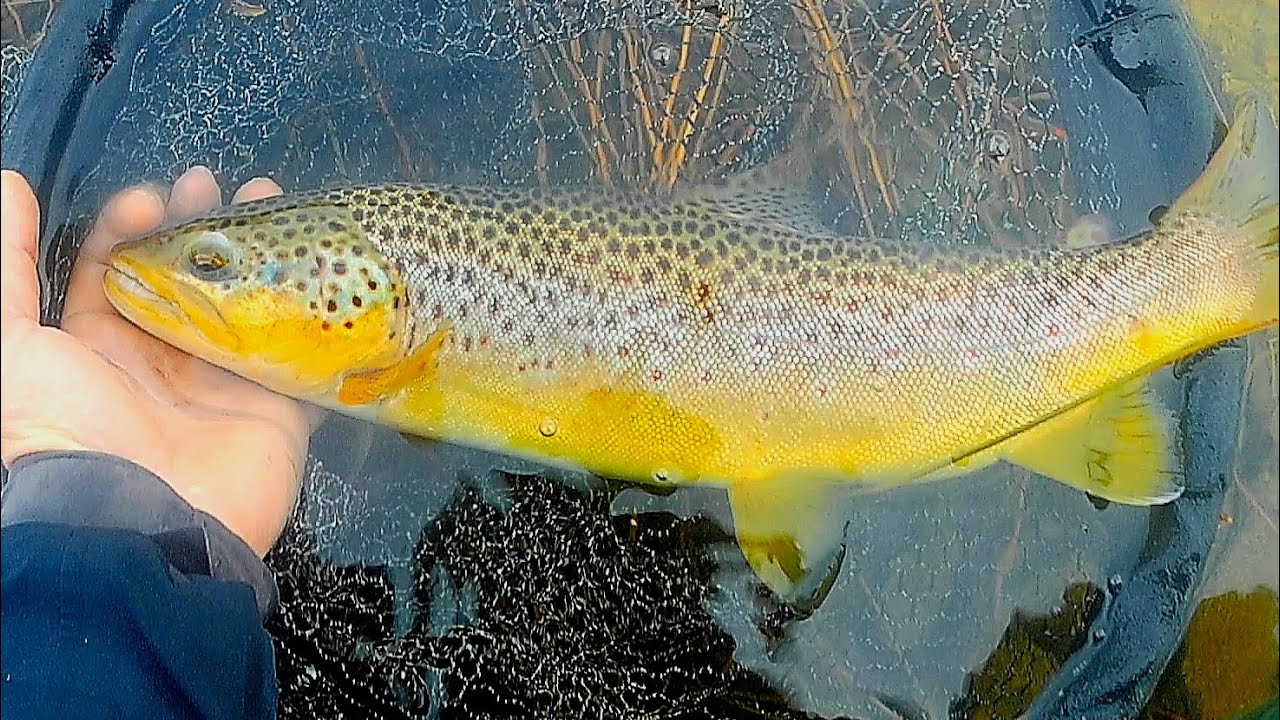 Last Week of the Brown Trout Season 2025, Orkney. 