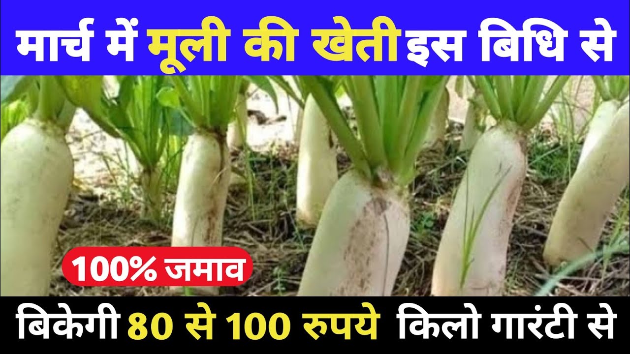 Garmi me muli ki kheti kaise Karen | radish cultivation in Hindi | radish farming in summer in india