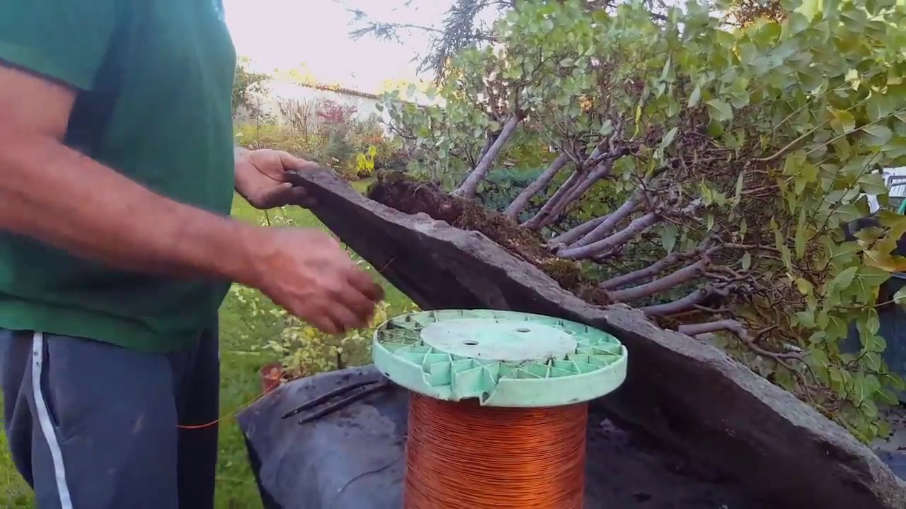 Réparation et reprise de ma forêt après 1 ans de repos