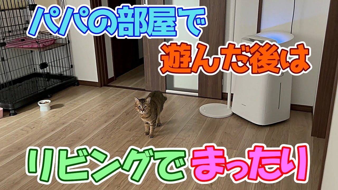 リビングはマッタリ出来るモモの部屋(=^・^=)
