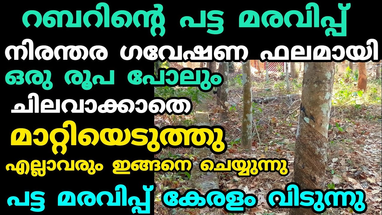 റബറിന്റെ പട്ട മരവിപ്പ് മാറ്റിയെടുത്തു | Kerala Agricultural Price and News 