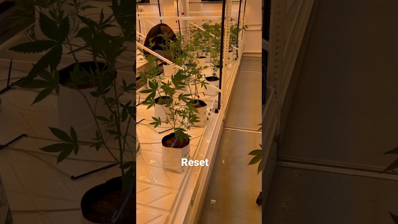 Strip and Flip!! Veg 2 weeks Reset Room Flip to Flower
